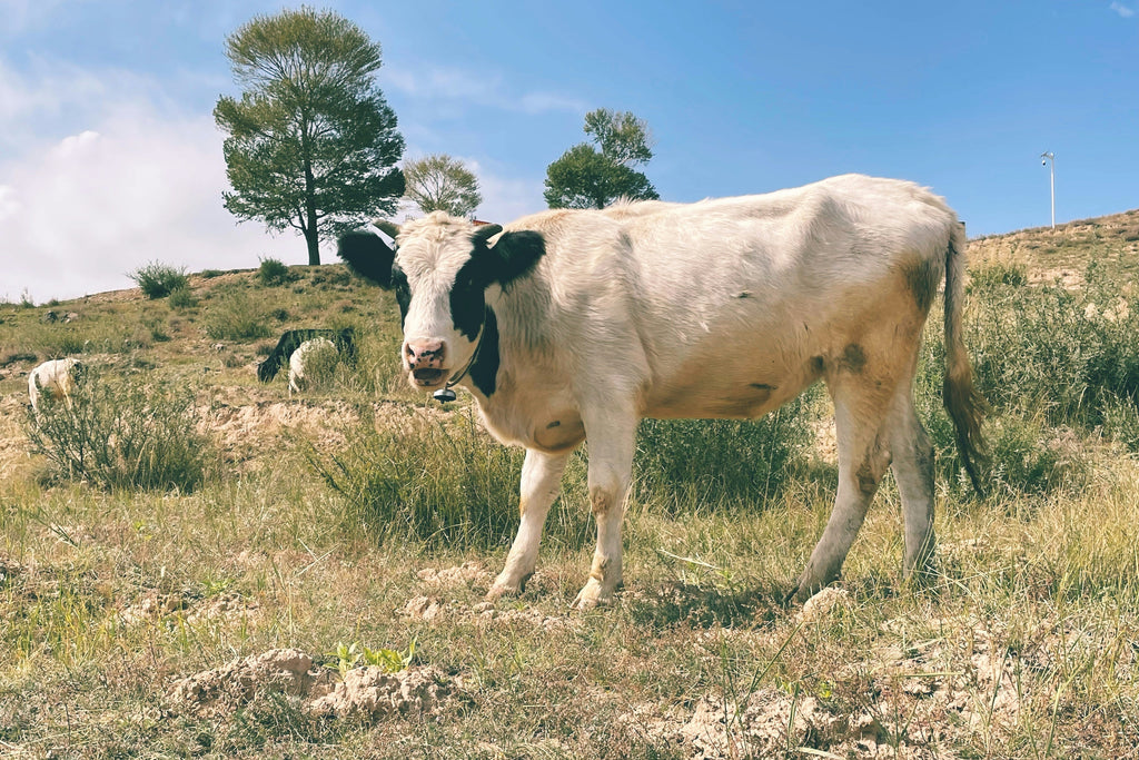 Why Wagyu Beef Tallow is Essential for the Home Cook